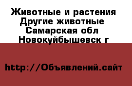 Животные и растения Другие животные. Самарская обл.,Новокуйбышевск г.